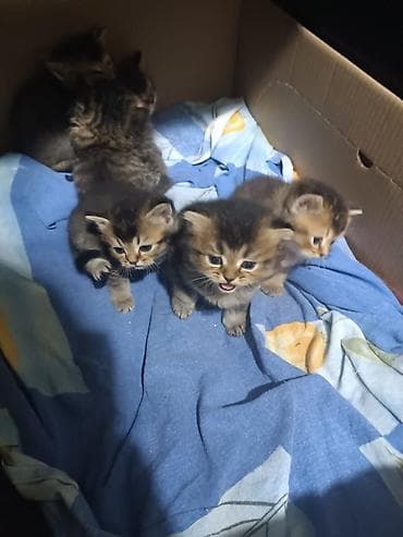 siyam pisiyi: Yaxşı əllərə — 1