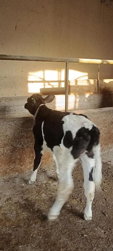 etlik inek cinsleri: Ay yarımlıq erkey buzov — 6