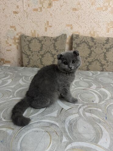 qold pişik: Şotland, Dişi, Yaxşı əllərə — 7