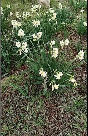 сад: Nergiz gulu sogani 1 ededi 0.20 qepik — 2