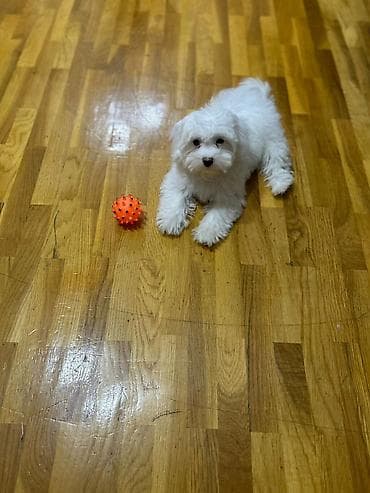 doberman balaları: Malta bolonka, Peyvəndli — 2