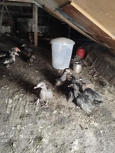 Balıqlar: 1ədədi20manat alana endirmolacaq — 5