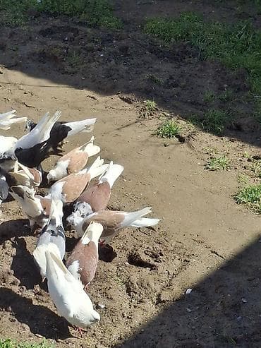 goyercin: Qənbər və rəngbərəng ev göyərçinləri - Rənglər: ağ, qırmızı-kirəmit — 1