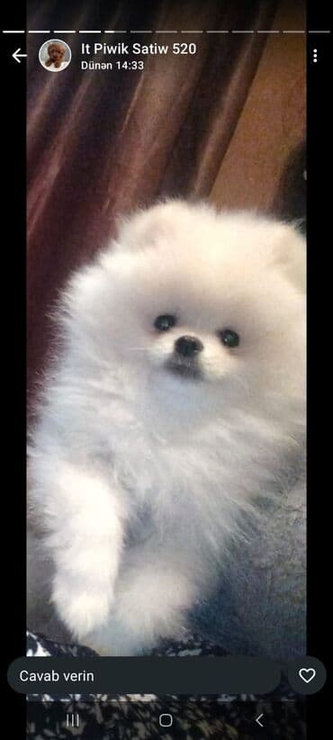 coban itlerinin satisi: Şpitz, 3 ay, Peyvəndli — 3