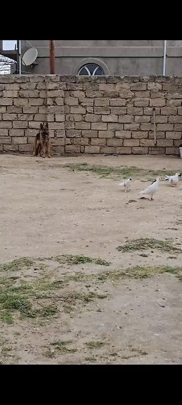 ev iti satilir: Salam temiz sort pasatkali dişidi cox kamandalari bilir hele dogmuyub — 7