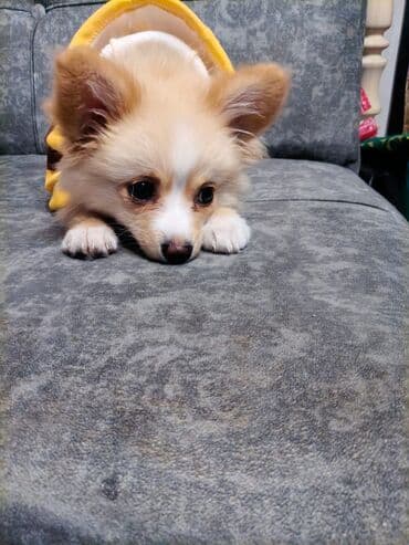 İtlər: Щенок немного шпица.3 месяцев.девочка. Ласковая и игривая — 2