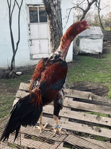 стрижка собак в баку: Heyratı xoruz satılır 1 il 4 aylıqdı qəşəy xoruzdu damazlıqa superdi — 1