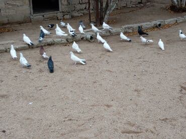 ucuz quşlar: Ünvan Mərdəkan quşdar sağlamdılar 26 denedi içinnen qarabaşnan birde — 1