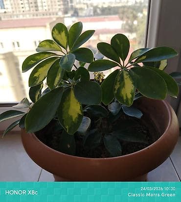 Bitki dərmanları: Schefflera arboricola (rəngbərəng “Umbrella Plant”) – dekorativ — 2