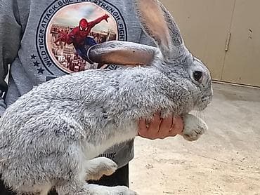 col dovşanı: 2eded 5ayliq disi velikanlar — 1