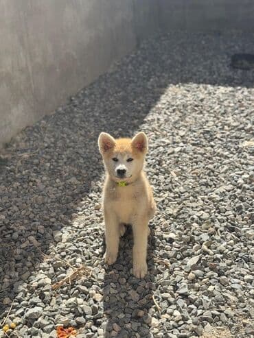 sir balasi satilir: Akita-inu, 3 ay, Dişi — 5