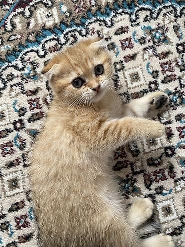 Pişiklər: Qızıl şinşilla, Dişi — 1