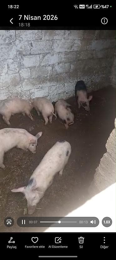 donuz: Məhsul: Donuz balaları (şahinli, ləkəli və açıq rənglərdə)biri 150m — 4