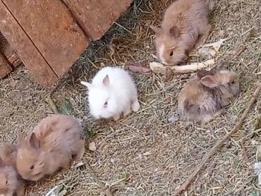 dovşanlar karlik: Sort kroluk karlik tüklü balaca qalan karlik dovşanlar dovsan əsil — 4