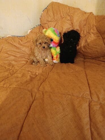 şpiç iti: Pudel — 10