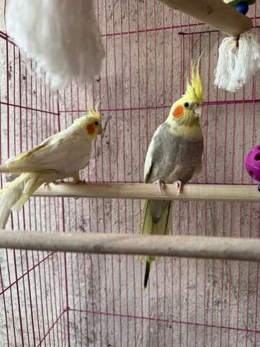 erkek papuqay adlari sa u ved 2ahukewimjzh3rkt8ahvxx4skhd8vaxyqfnoecaeqag usg aovvaw2hil44a28cmjmwibtj3at4: Korella danişan quşlar karella 8 ədəddi perlovka 4 dene ağlar 4 ədəd — 3