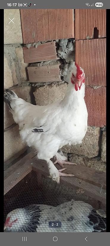 serebrist toyuq: Brama xoruzu 8 ayliq 3 kloydu fere 2 klo yarim qiymet birine#ayidr — 3