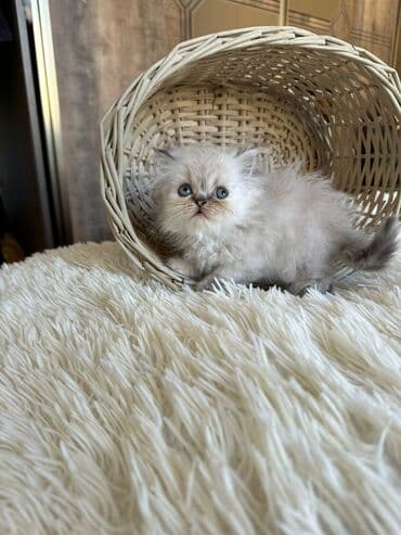 şotlan pişik: Şotland yastı qulaq, Erkək, Dişi, Yaxşı əllərə, Ünvandan götürmə, Pulsuz çatdırılma, Ödənişli çatdırılma — 182