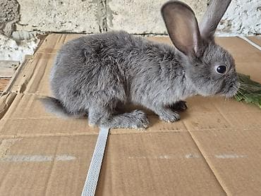 mal bazari: 🐇 14 ədəd sağlam və şirin balaca dovşan satılır! ✔️ Ev şəraitində — 3