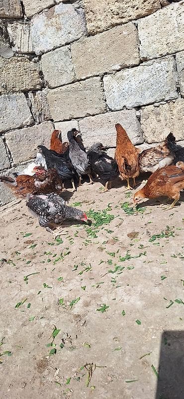 Животные: Куриные цыплята, Для разведения, Платная доставка — 5