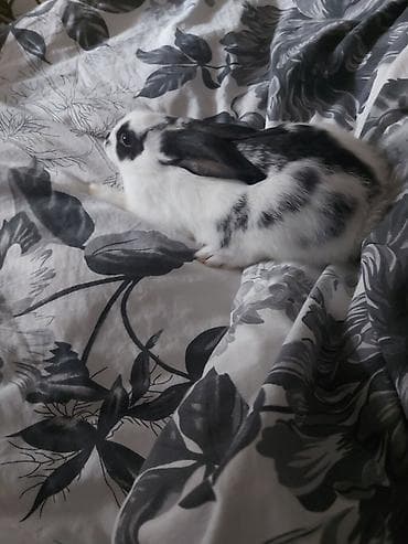 Птицы: ⚠️ İTİB! ⚠️ 🐰 DOVŞANIM DOŞU AXTARILIR 🐰 📅 İtki tarixi: 21 noyabr — 5