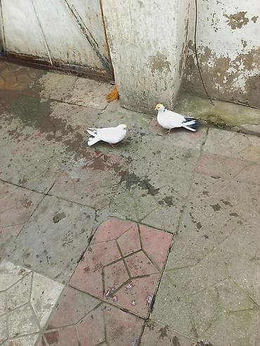 Птицы: Ağ-qara rəngli iki ev göyərçini dəsti - Növ: ev göyərçini (ağ — 3