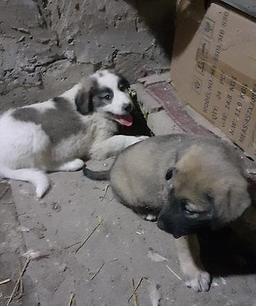itlerin cutlesmesi: Alabay, 1 ay, Dişi, Ünvandan götürmə — 6