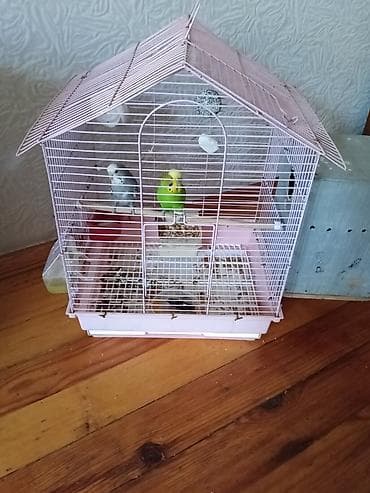 ucuz goyərcinlər: Budaqlar üçün qəfəs və aksesuarlarla birlikdə cüt dalğalı papuqay — 1