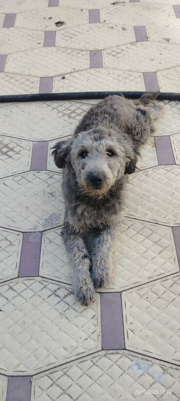 avçarka itləri: Miniatür pinçer — 2