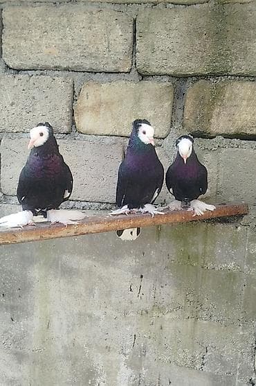 göyərçin satışı: Salam.diqəətlə oxu sora yaz.3 dənə ağbaş satilir.bir cüt və birdenəde — 3