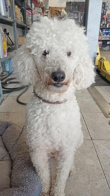 Pudel, 1 il, Erkek, Peyvəndli, Ödənişli çatdırılma