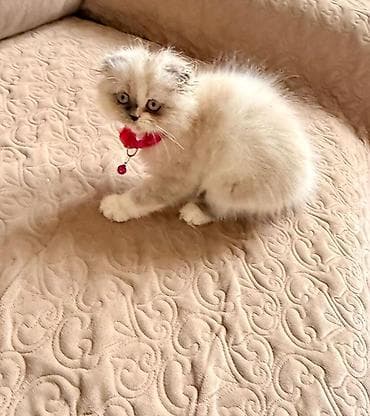 bengal pişiyi: Fars — 8