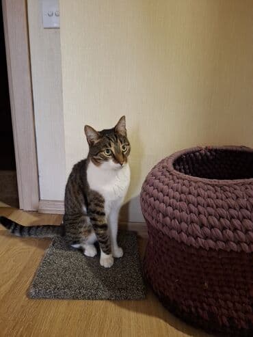 it növlərinin adları: Dişi, Yaxşı əllərə, Ünvandan götürmə — 3