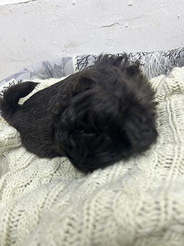 çau çau satılır: Pudel, 2 ay, Erkek, Peyvəndli, Pulsuz çatdırılma — 3