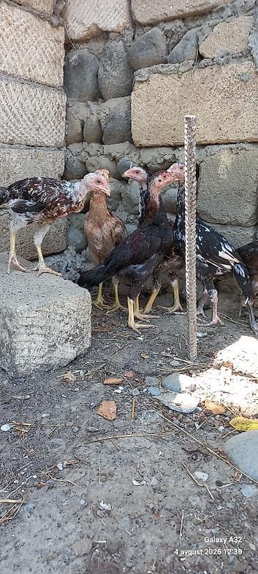 quşlar: Toyuq cücələri, Damazlıq — 7