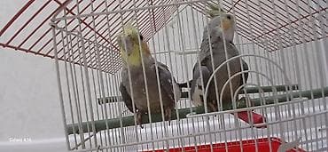 quş üçün qəfəs: Tutuquşu (korella) cutlukdu hamsi bir yerde 40m (qefes daxil — 5