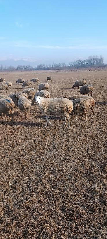 Camış: Satlıq qoyun sürüsü - Növ: yerli ətlik/yunlu qoyunlar (qarışıq — 1