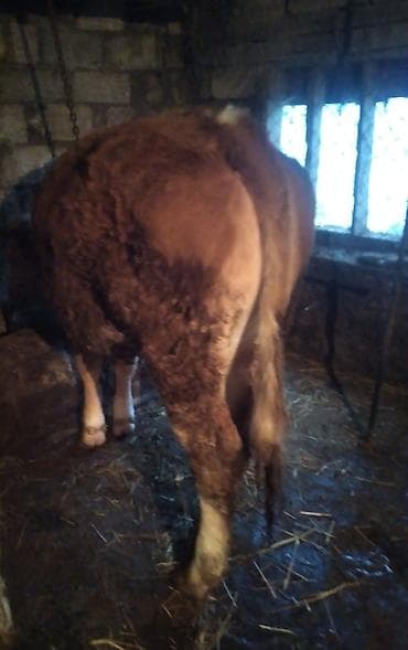 Dana, buzov, Dişi, Simental, ay: 11, 300 kq, Damazlıq, Südlük, Ətlik, Ünvandan götürmə