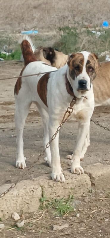 it davası 2020: Qurdbasar, 1 il, Dişi, Peyvəndli, Ödənişli çatdırılma — 24