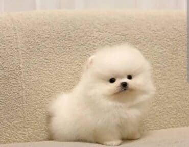 2 ay, Dişi, Ünvandan götürmə