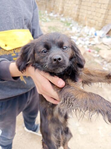 afcarka balasi erkey: Koker spaniyel, 1 ay, Erkek, Ünvandan götürmə — 3