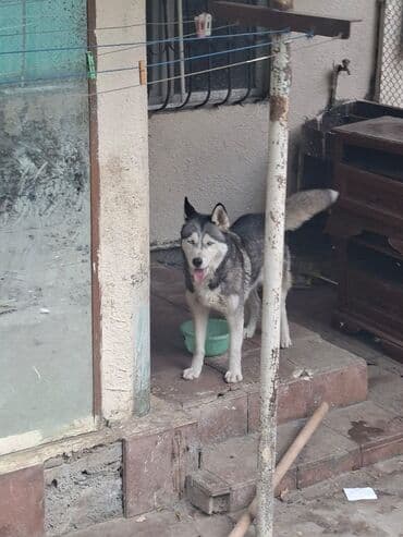 qara xaski: Xaski — 2