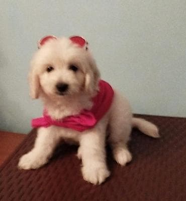golden retriever qiyməti: Pudel, 2 ay — 7