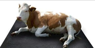 подготовка к орт индивидуально: Heyvan yatağı İri buynuzlu heyvanların ət və süd veriminin artmasina — 4