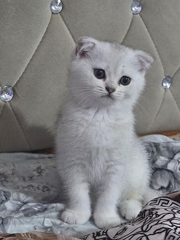 Şotland yastı qulaq, Dişi lalafo.az -da Şotland yastı qulaq, Dişi