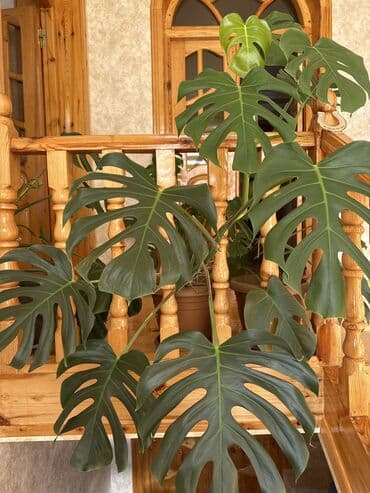 otaq gulləri: Monstera bitkisi 30 azn — 5