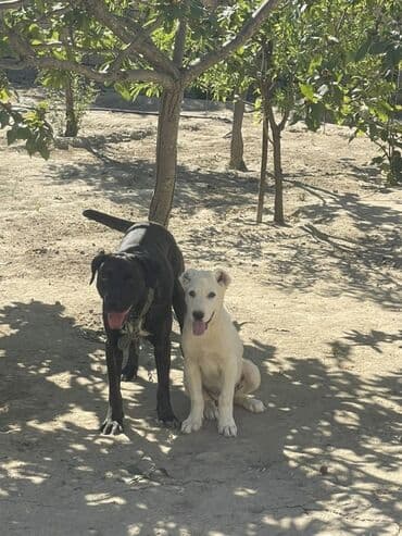 сколько стоит щенок акита ину: Алабай, 5 месяцев, Самка, С прививками, Самовывоз, Платная доставка — 2