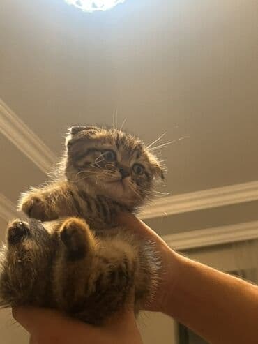 şəkidə satılan evlər 2021: Şişila sortu qulaqi qitiq — 2