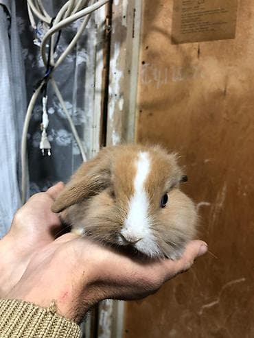 Heyvanlar: 4 eded Qulaqi Sallag dekorativ karlik dovsan evde saxlamali — 6