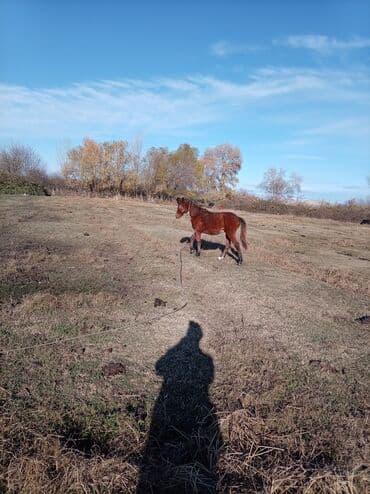 купить кролика в баку: Самец, Qarabag, лет: 2, Самовывоз — 3